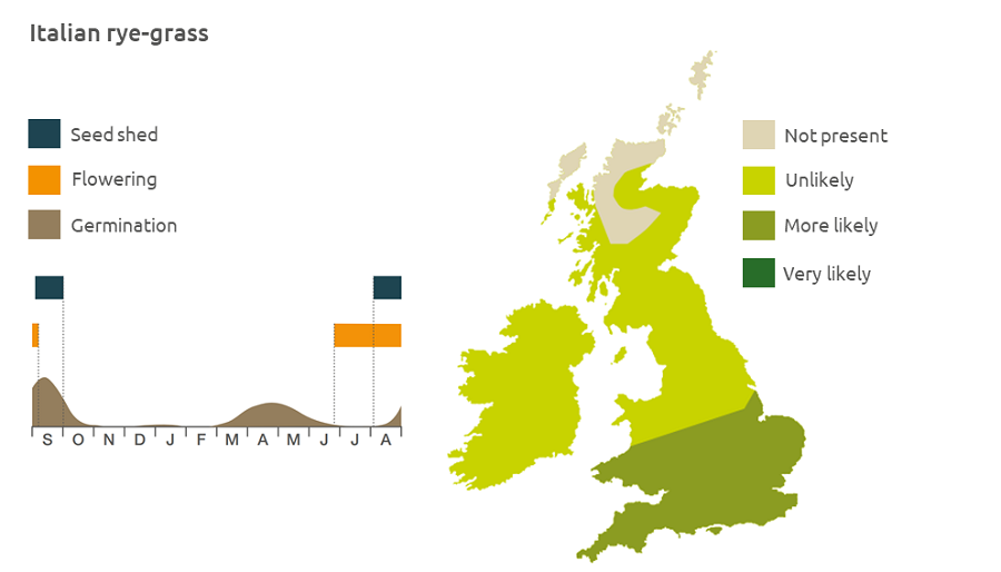Italian rye-grass life cycle and UK distribution